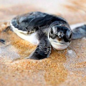 Meet your Posher, Tanya